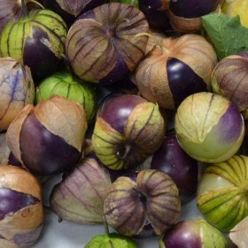 Purple Coban tomatillo
